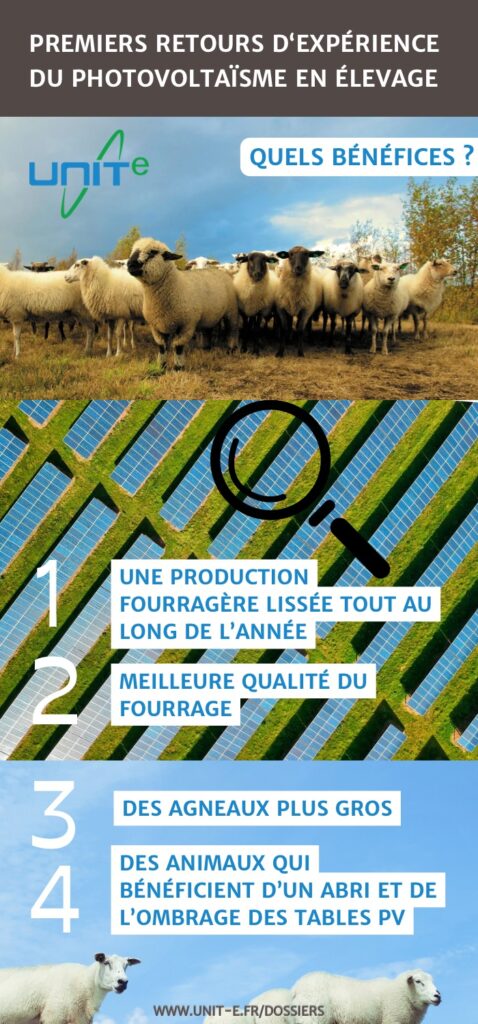 Avantages et bénéfices du photovoltaïsme couplé à l'élevage sur une terre agricole. Bien-être animal et production fourragère.